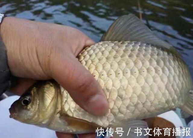 夏季野钓鲫鱼,麦粒这样用,小鱼闹窝也能钓到大板鲫