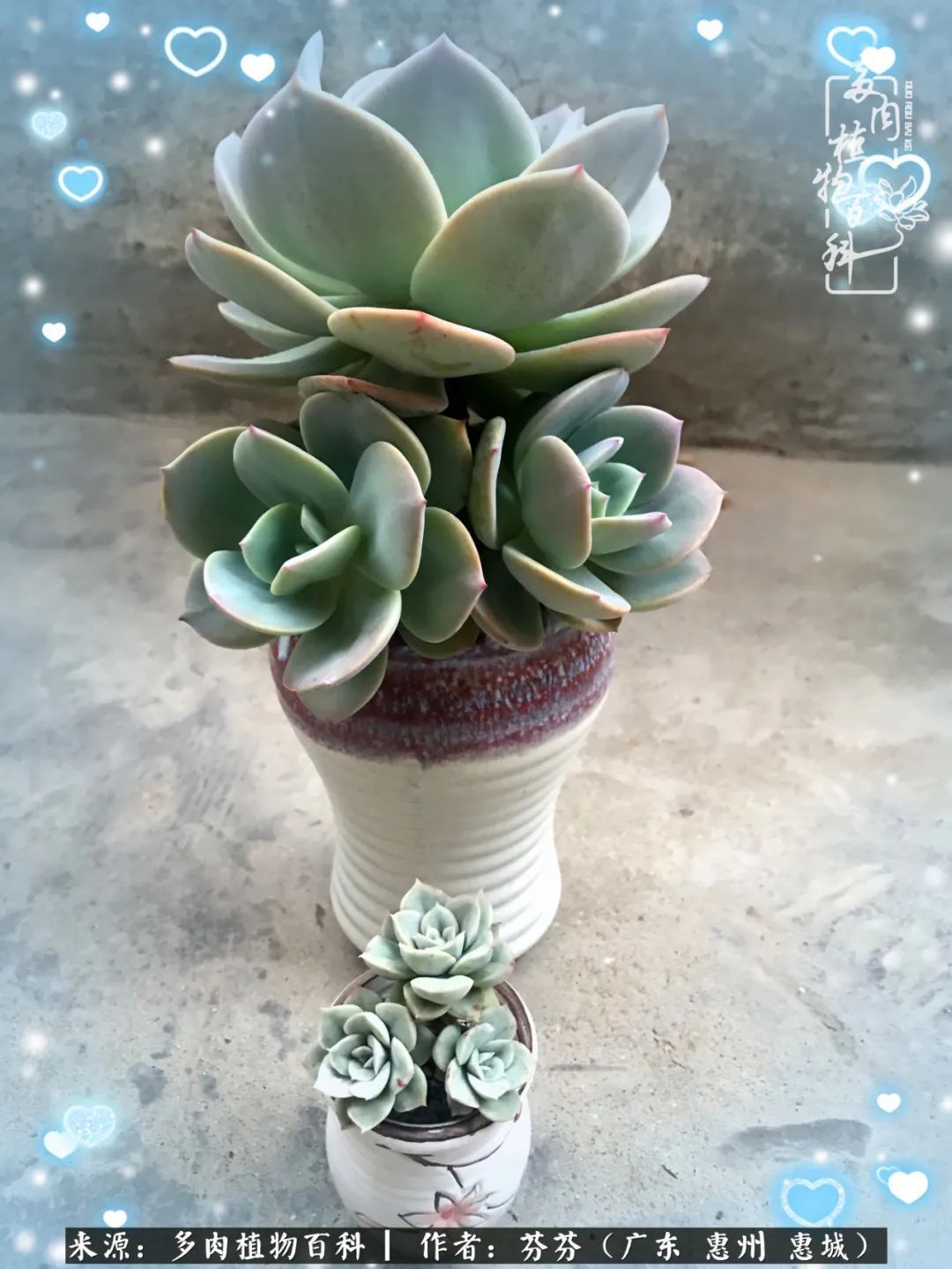 养花|一种爱好就是一种境界,养花养多肉可以培养一个人的心境!