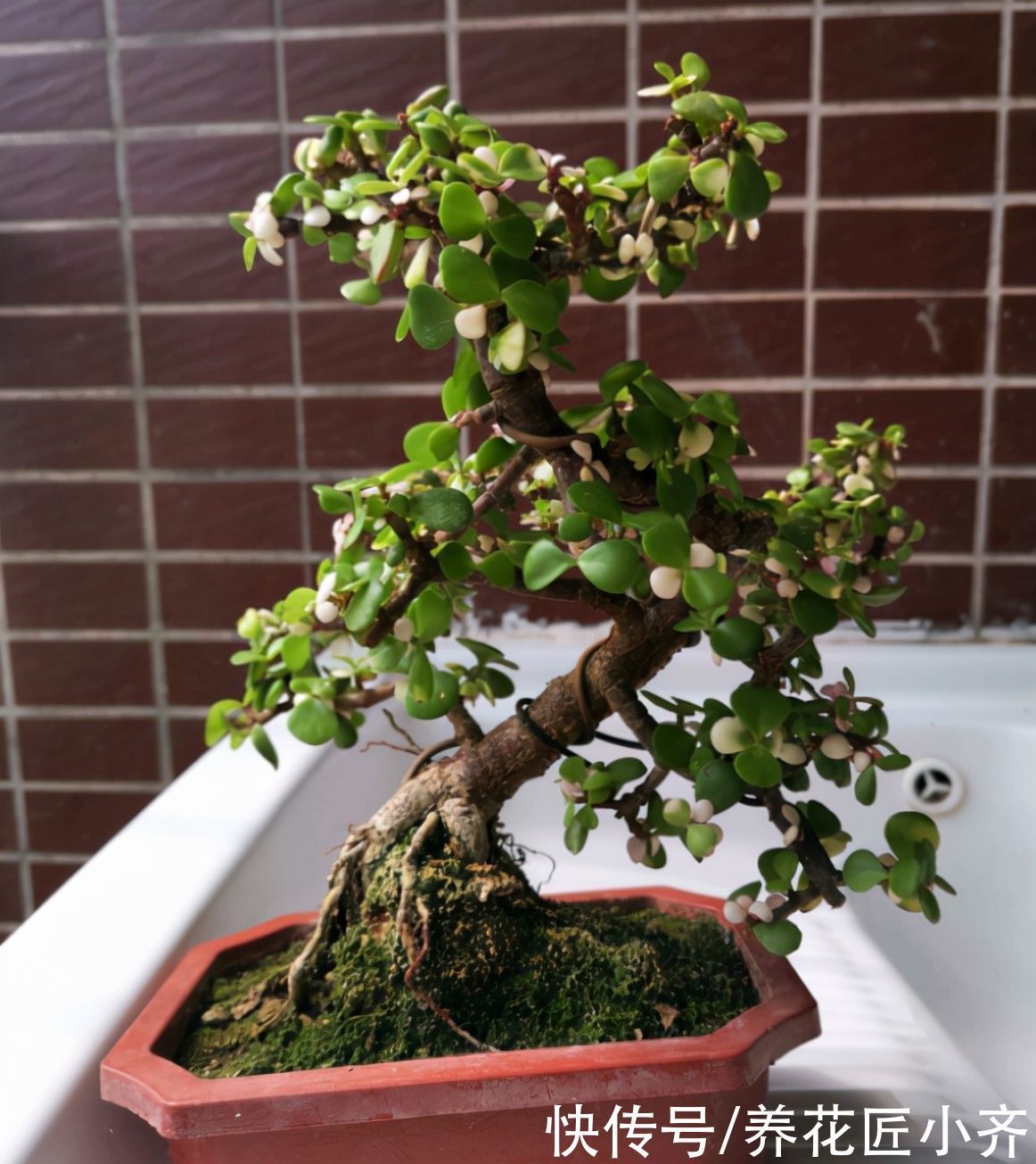 枝条|入秋后养金枝玉叶,做好“3件事”,叶片肥厚油绿,长得枝繁叶茂