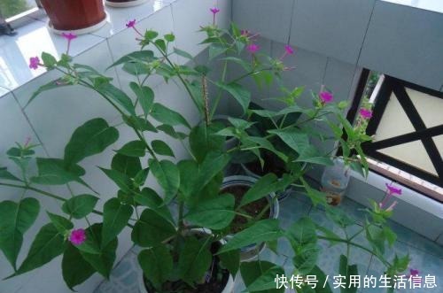 室内养花,有6个“禁忌”,犯1个也活不久,看你中了几个!