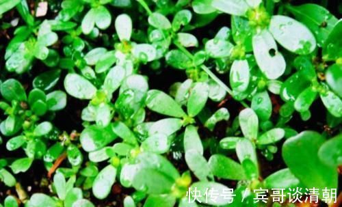 妇科疾病|把它放在白酒里泡一泡,乌发护发,白发变乌黑,学到就是赚到!