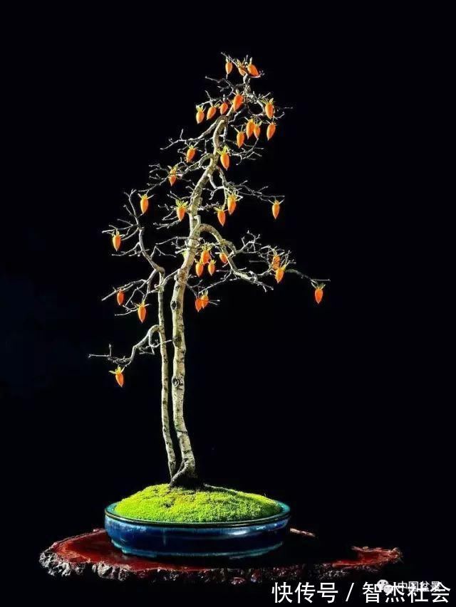 盆景@赵庆泉:请别叫我“大师”,我就是个“做盆景的”