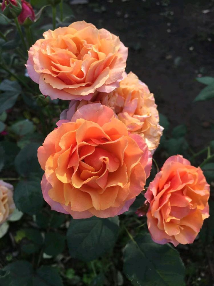 此款木本盆栽花卉，养护简单，周年开花，有水果香味，室内也能养