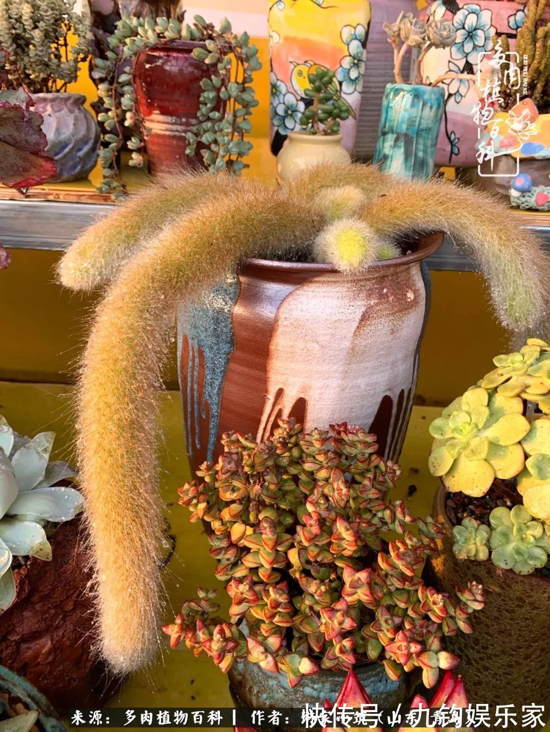 多肉住进暖棚，坦然越冬，放肆浇水，这个冬天有点甜！