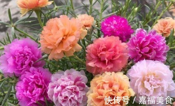 观赏价值|4种“女神花”,婀娜多姿,漂亮高贵优雅,四季繁花似锦,美