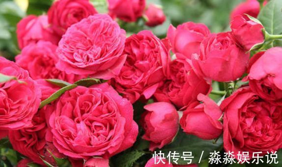 山茶花|几款艳丽的花卉,漂亮又好闻,花开芳香四溢,养在家中香飘满屋