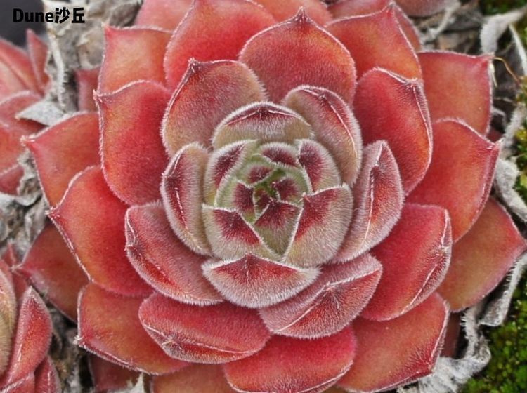 这多肉拼盘这么仙！如何制作达人手把手教你制作长生草拼盘！