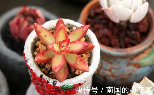 落日余晖|多肉红日叶色温暖而明媚,总给人落日余晖般的美感