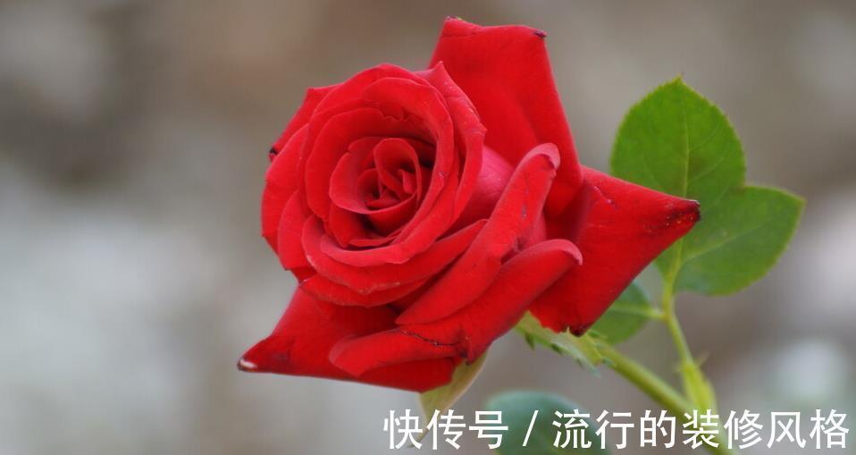 月季花|老人说家里养3种植物,就能事事顺利,养后觉得有道理