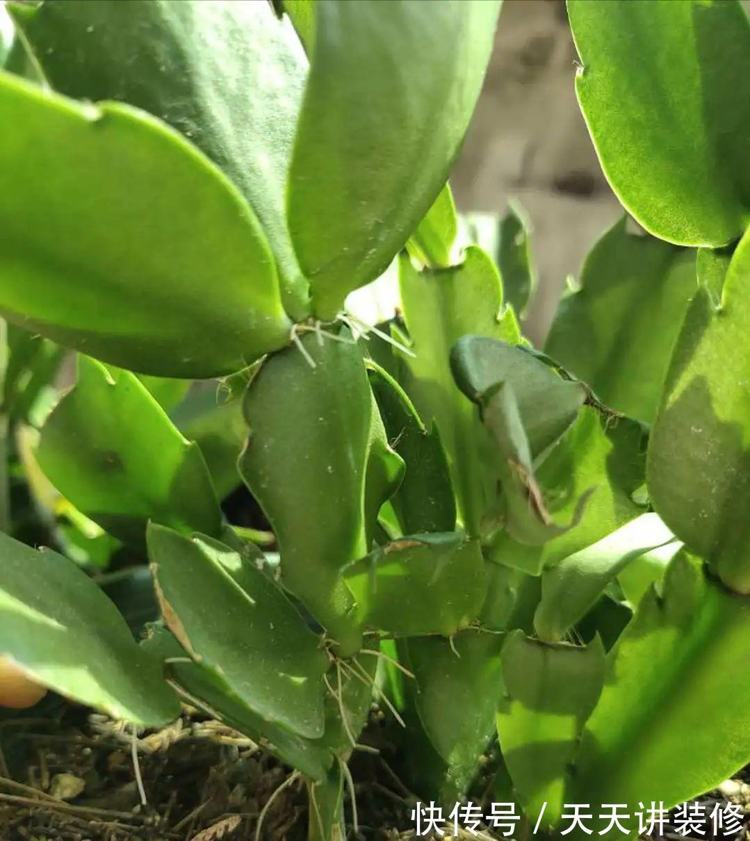 龟背竹|4种“泼辣花”，长出“气生根”，是好事，不用扦插，剪下来就活