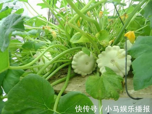 好吃|1种“观果”盆栽,人称“碟瓜”,能吃能赏,漂亮好吃又营养