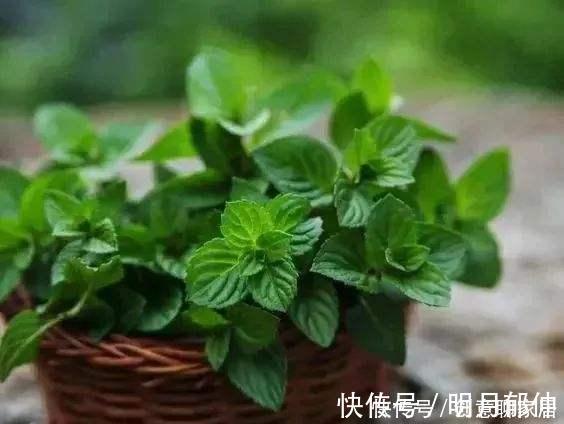 不管你养不养花,3种花,总要养1盆,能缓解疲劳,还能杀病菌