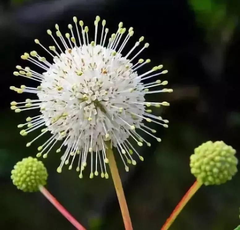 太太太漂亮了，绝对没有见过，发到群里，朋友们会爱死你的！
