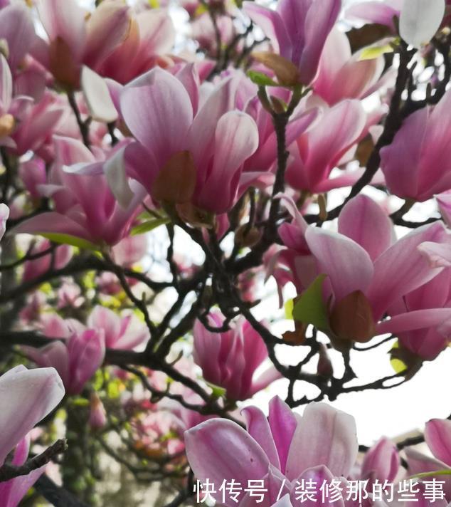 想要打造“高级”花园,春天种上“4种花”,颜值高,爱开花