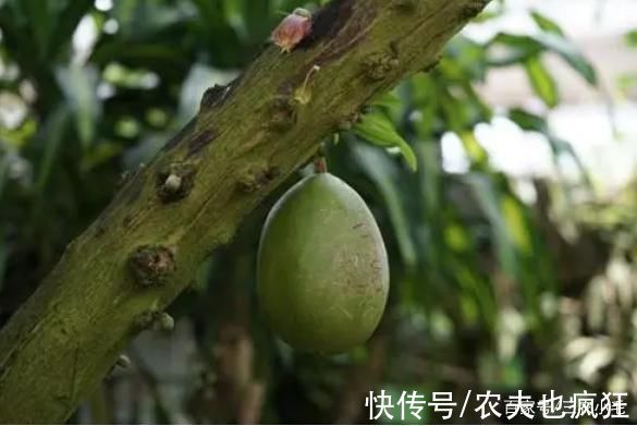 5种有剧毒的树木，吃不得碰不到，遇到要“绕道走”，认识不吃亏