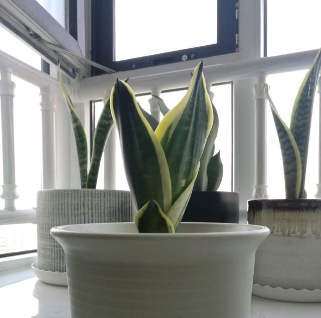 虎皮兰|虎皮兰对花盆居然有选择,选对花盆,虎皮兰抽芽快不烂心