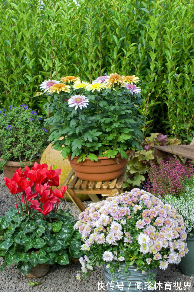 分享9种有格调的“旺财花”,除了好看,还吉祥,寓意财源滚滚