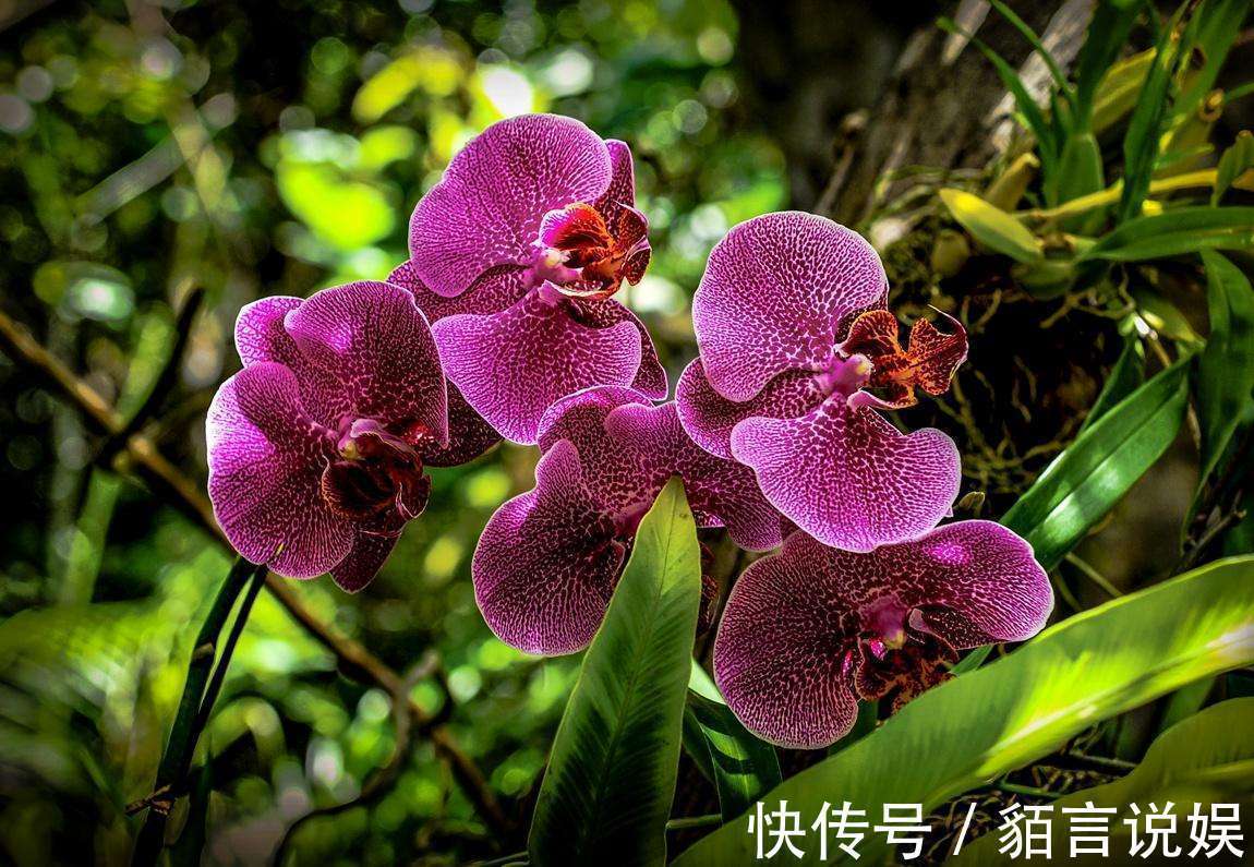 修剪|蝴蝶兰是有名的年宵花,开花似蝴蝶,十分好养你也能上手