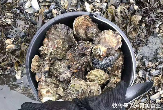 生蚝|这些美味在当地泛滥成灾,在我国却价格不菲,需要人工饲养