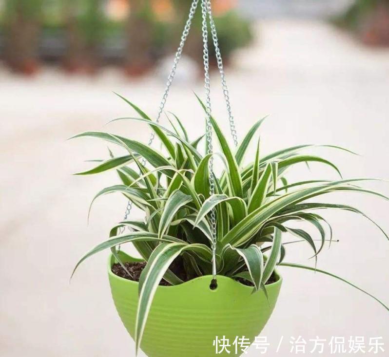 绿萝|5种大型花原来是个酒鬼，每周灌点酒，喝完马上绿油油！