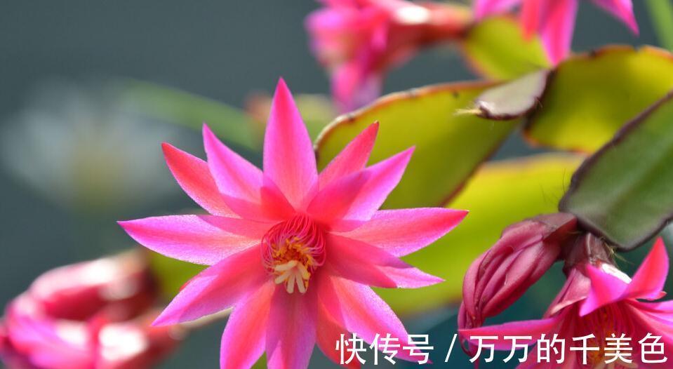 蟹爪兰，秋季苏醒后这样管理才能叶片不萎蔫、花开爆盆不落蕾