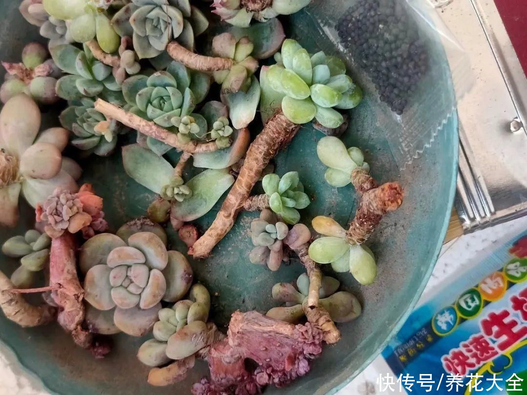 10种花要控水,天热反而不能浇,一浇水就死