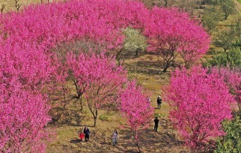 中年|花靓郊野引人来