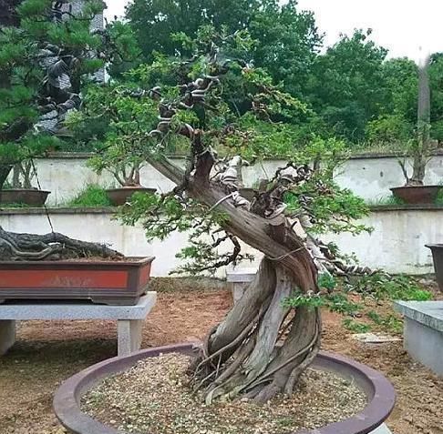 老师傅经验养盆景，不会修剪“3种根”，再养7年都“不入门”