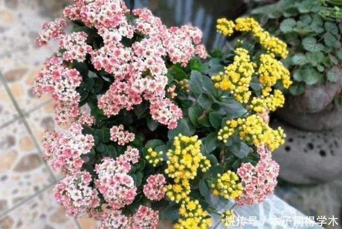 长寿花套“黑袋”促花?想法挺好但是要会操作,否则很难开花!