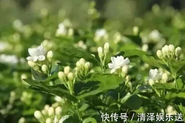 茉莉|茉莉花能开150天，学会2个“技巧”，你也能做到！