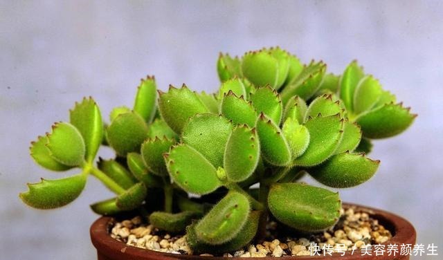 最怕冻的8种多肉，温度低就进屋，小心冻伤冻死！