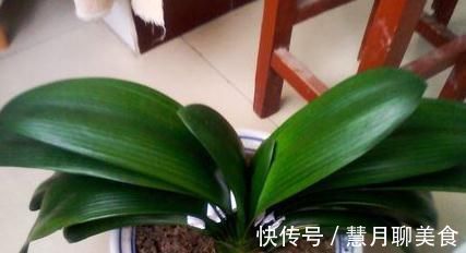 花盆|每家都有的“一种水”,往花盆里“埋一点”,不管啥花都能爆盆