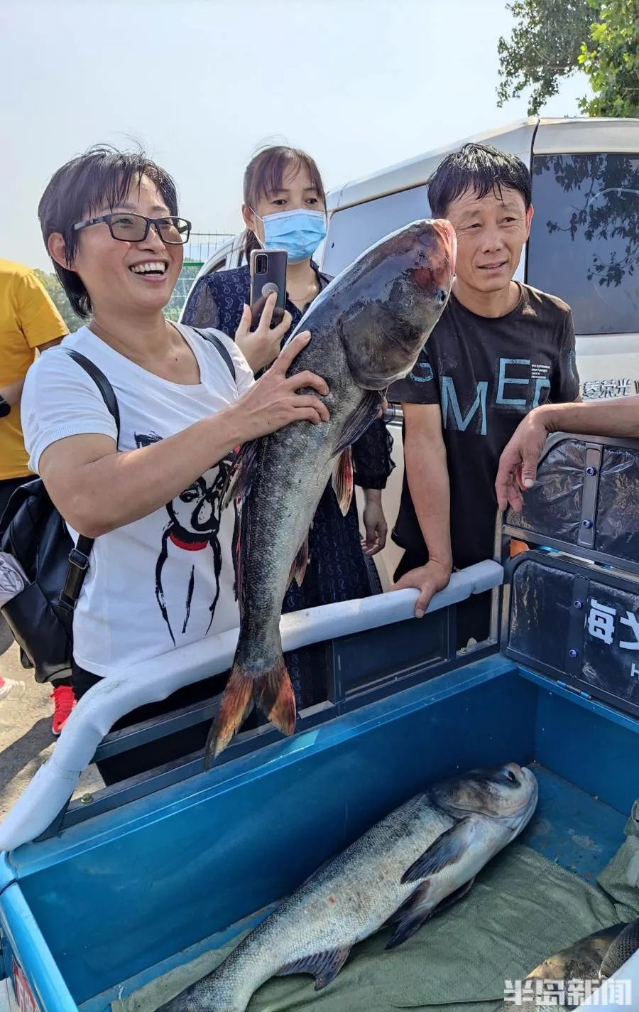 青岛|青岛崂山水库开闸放水，一群一群的花鲢鱼冲下河！一条二三十斤重，有人成麻袋往家搬