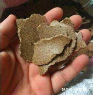 “它”可别扔了，盆里“埋1块”，花多叶绿，是养花的宝贝