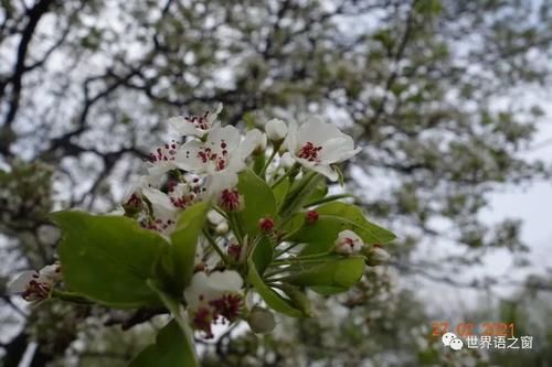 老年|梅尽桃李来，樱花展秀枝