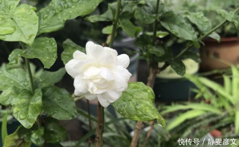 枝条|茉莉花叶片干枯脱落,先别扔,学会1步操作,起死回生冒满新芽