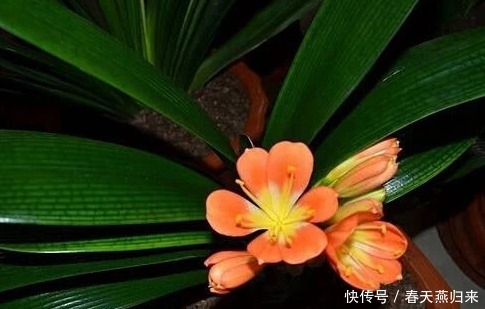 家养君子兰叶子总发黄这3个细节要做好，叶嫩花艳长势旺