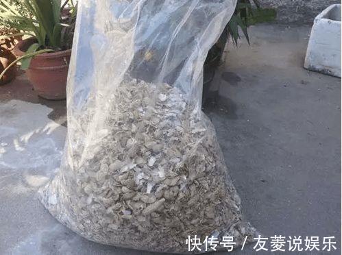 土壤|4种垃圾不会分类别担心,埋在花盆底,叶子绿得直滴油!