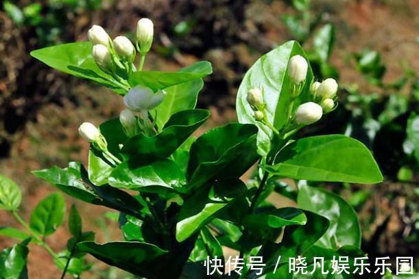 卧室|卧室养花不了解这些,随意盆栽可能会引发失眠、没精神、一身病