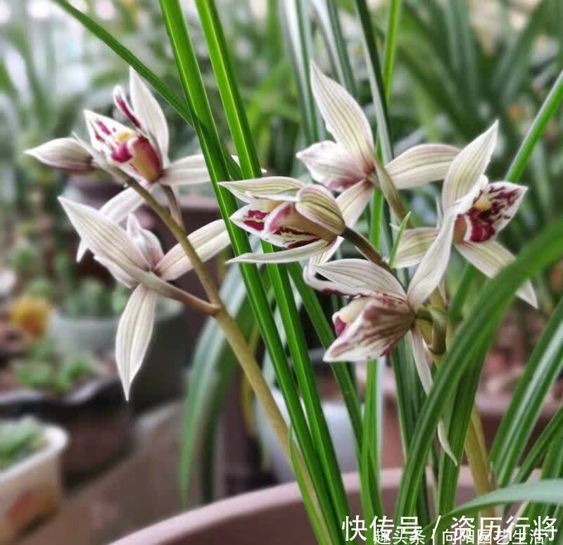 野外遇到的兰花，可不可以挖？出于人道主义，禁止野外开采