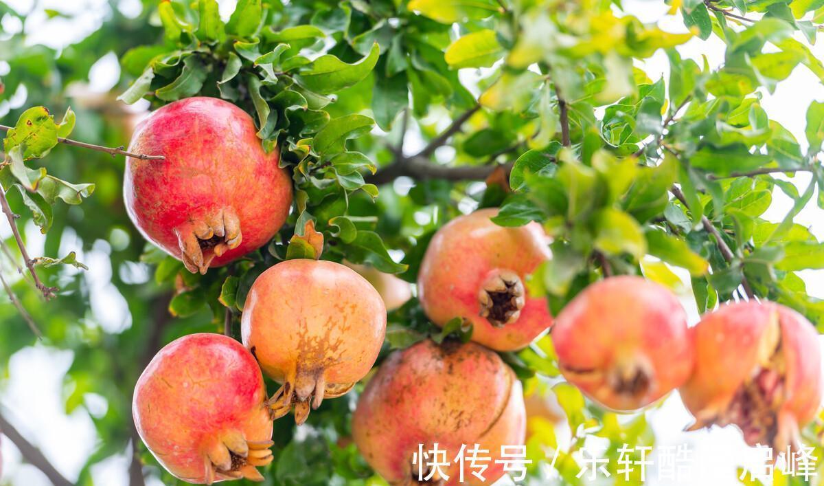 搅拌均匀|中秋来临，这8种“秋果”要多吃，家人团圆必备，降燥润肺两不误