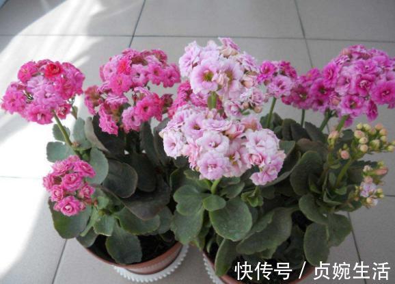 多肉植物|新手花友养长寿花，该牢记哪些才能一年四季开花