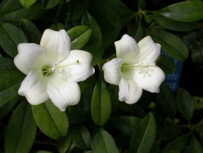 适合家养的5种花,开花数量大,好养易活四季开花,谁养谁上瘾