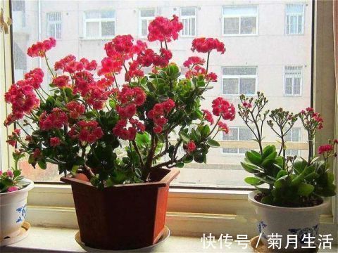 小花|花市碰上这几种“花老桩”，便宜也不能入手，带回家养不活不开花