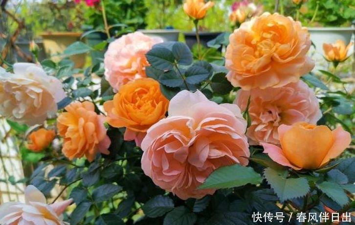 家里养这几款植物,娇小不占地,花朵美轮美奂,你一定会喜欢!