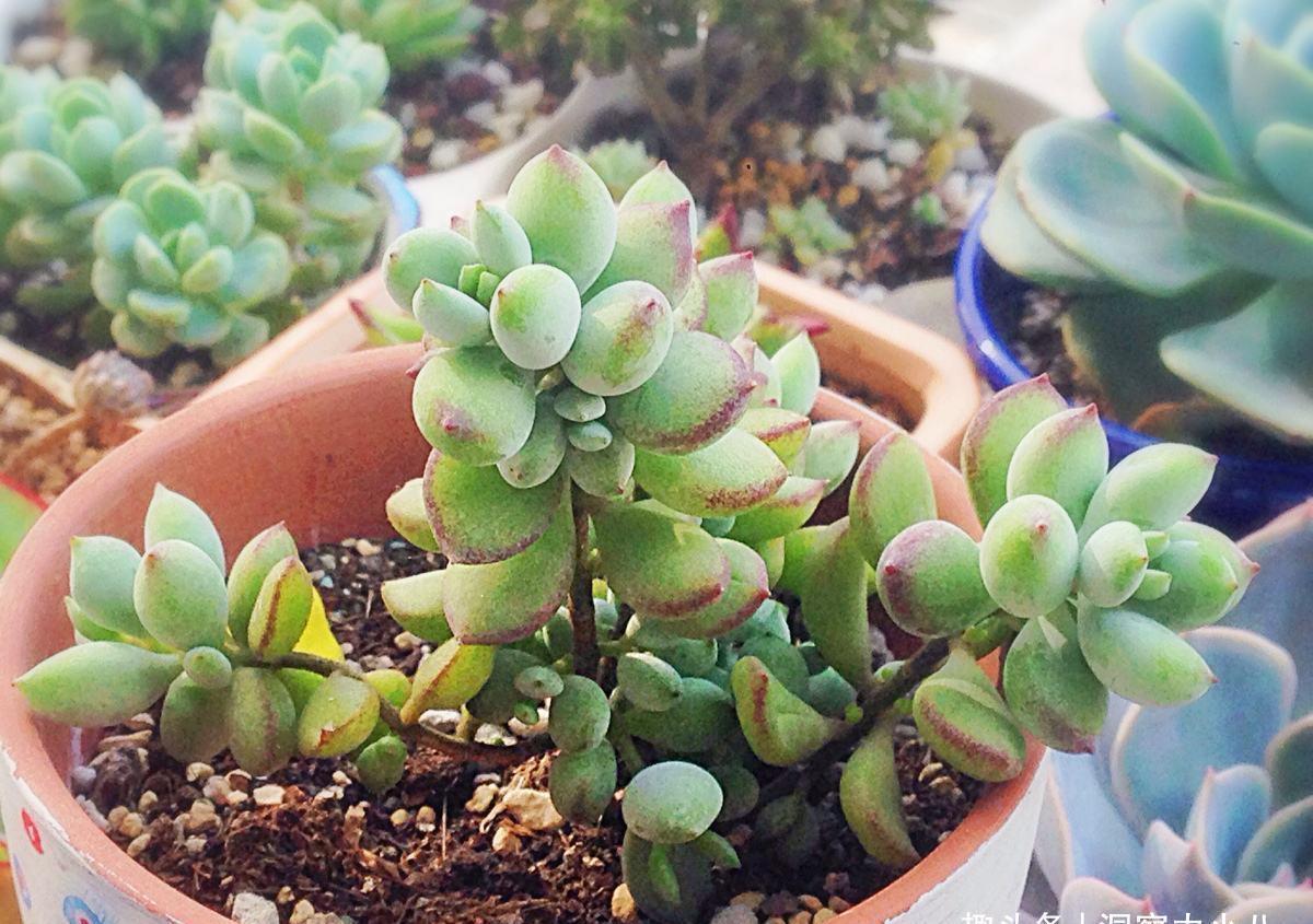这“三多肉”入冬就开挂,叶片自带“香气”,遇水疯长憋成小老桩