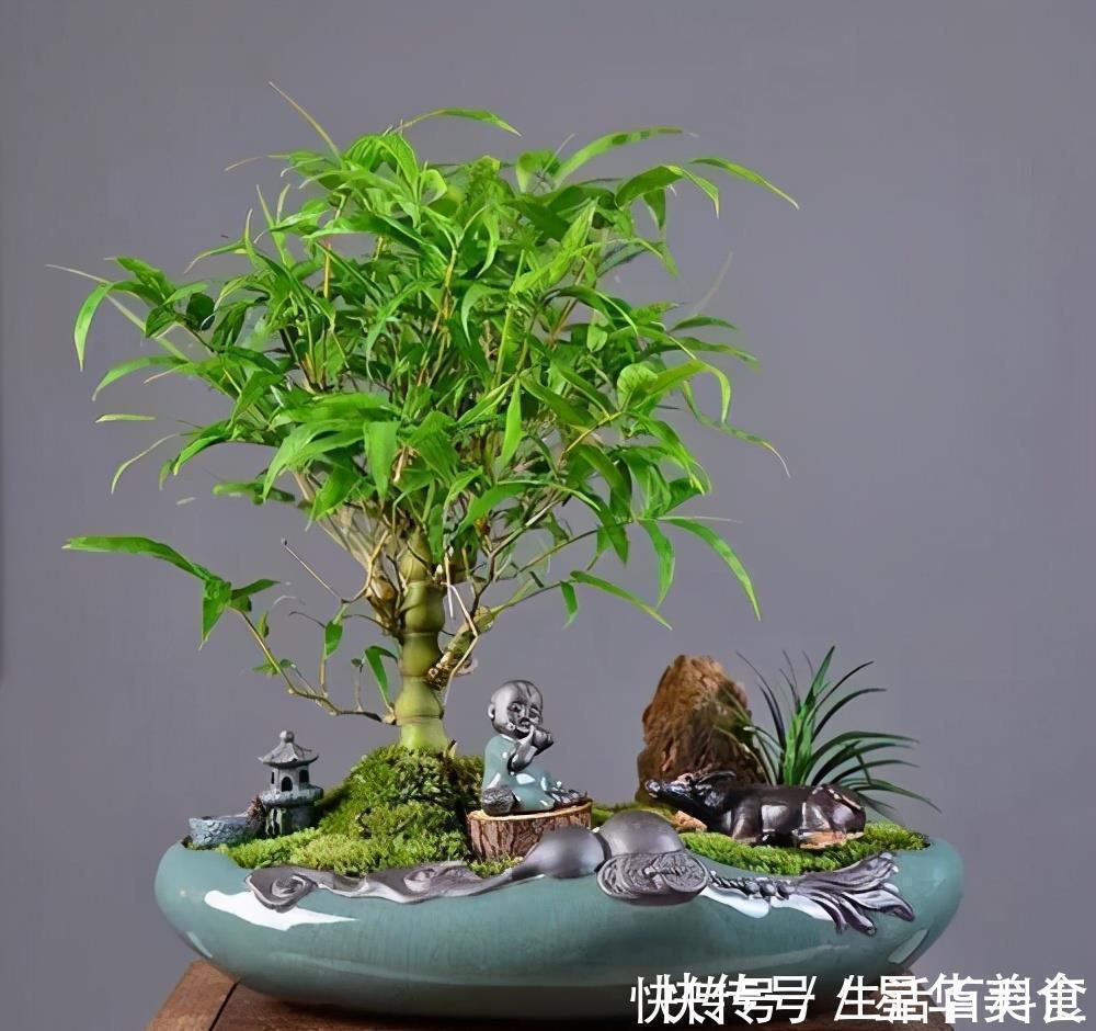 家里养上5种“竹”,吉祥“好运”,清雅大气,添福又添丁