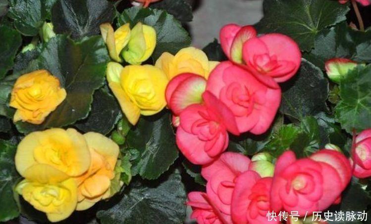 花卉|家养此款花卉,花大色艳胜玫瑰,花朵硕大、花期长,个个都好养