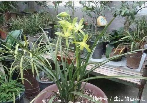 万能土|公认的养花万能土,户外挖一些,啥花都喜欢,能省不少钱!