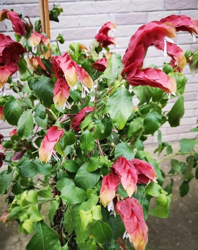 10种过年养的花，花市找不到，谁见了都稀罕